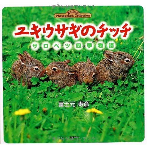 Amazon.co.jp: ユキウサギのチッチ―サロベツ四季物語 (Alice